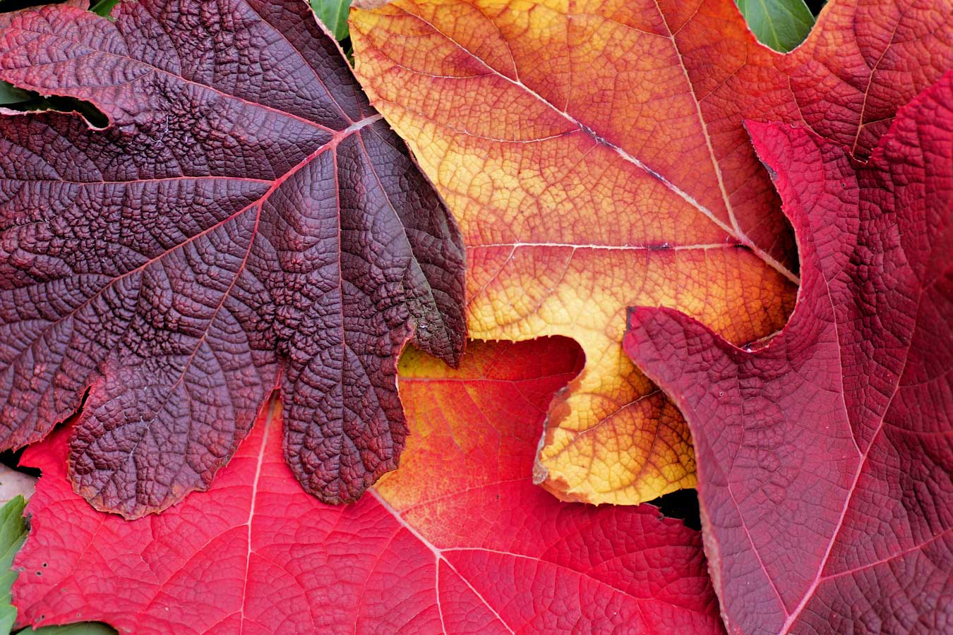 Close-up of autumn oak tree leaves.