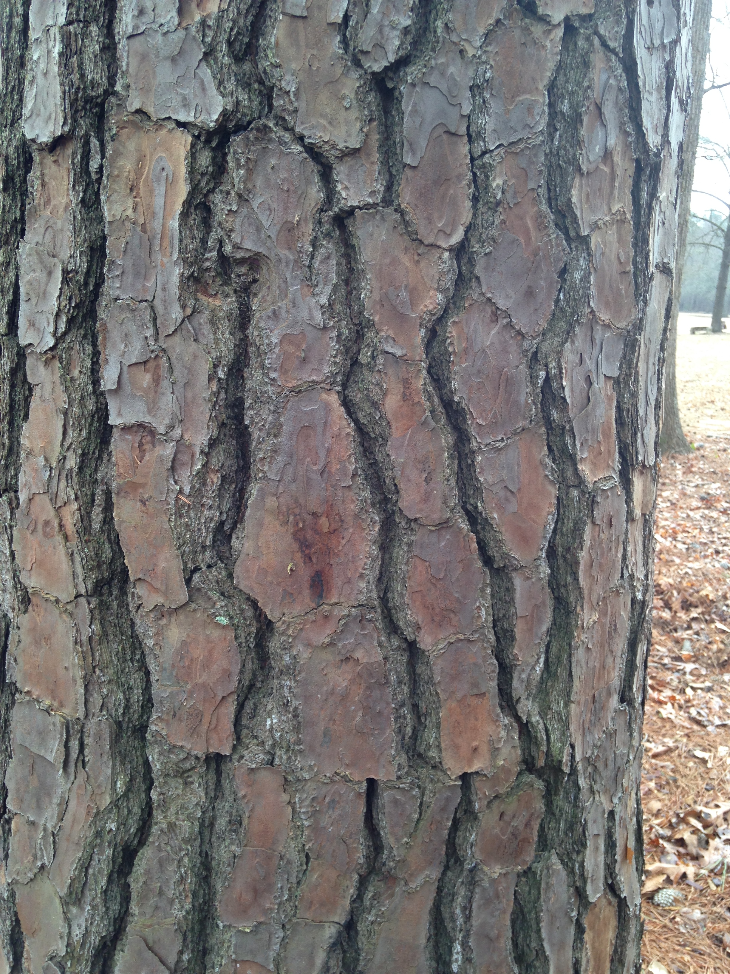 Close-up of Oak bark.