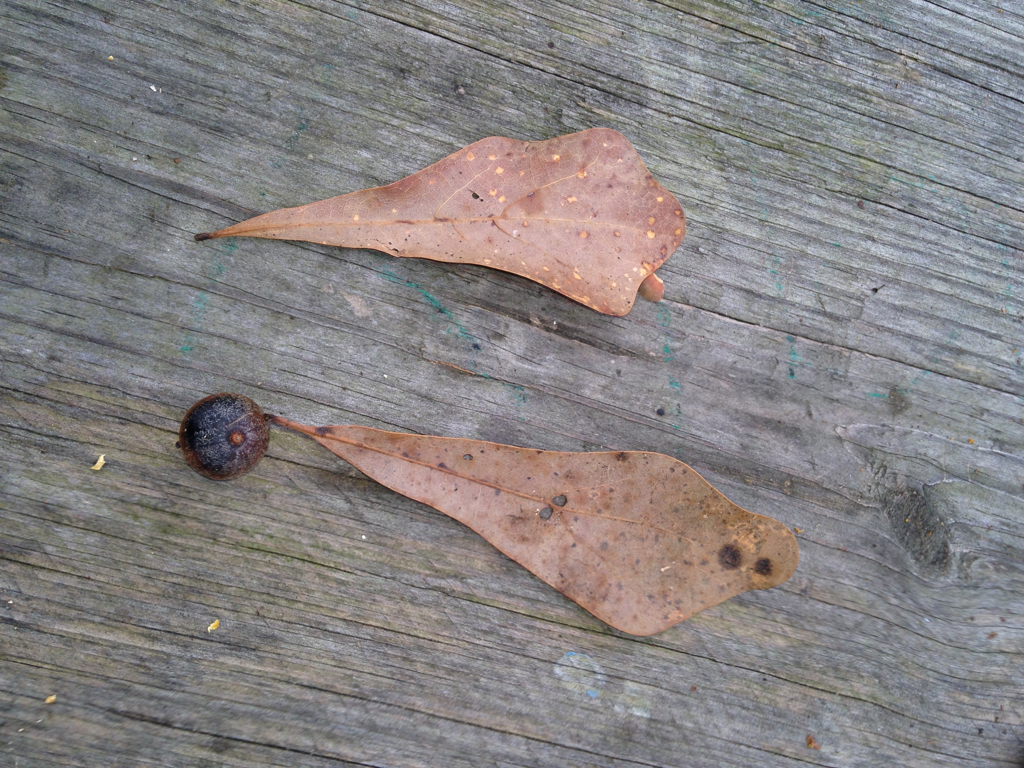 Oak leaf assortment.