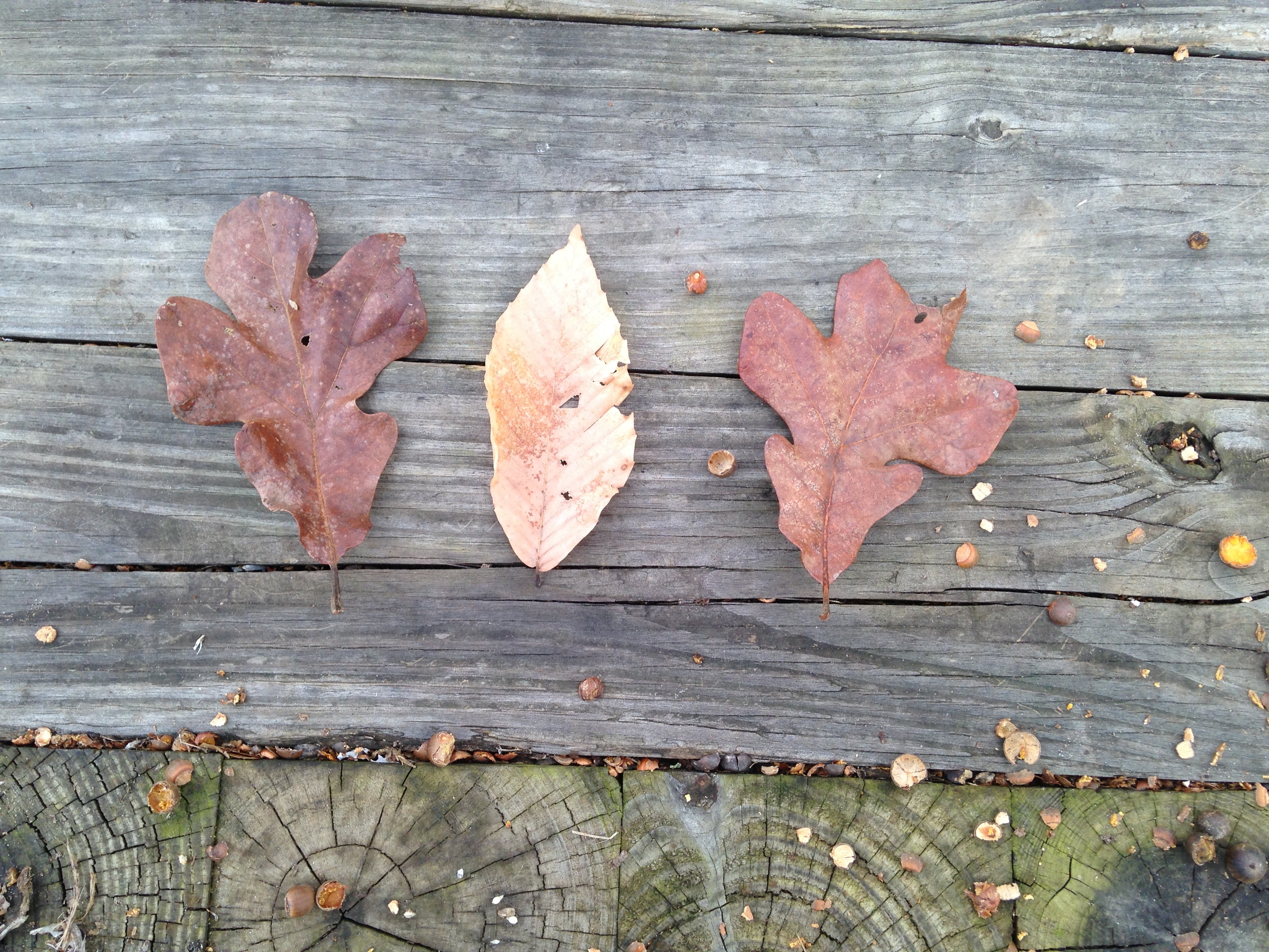 Oak leaf assortment.