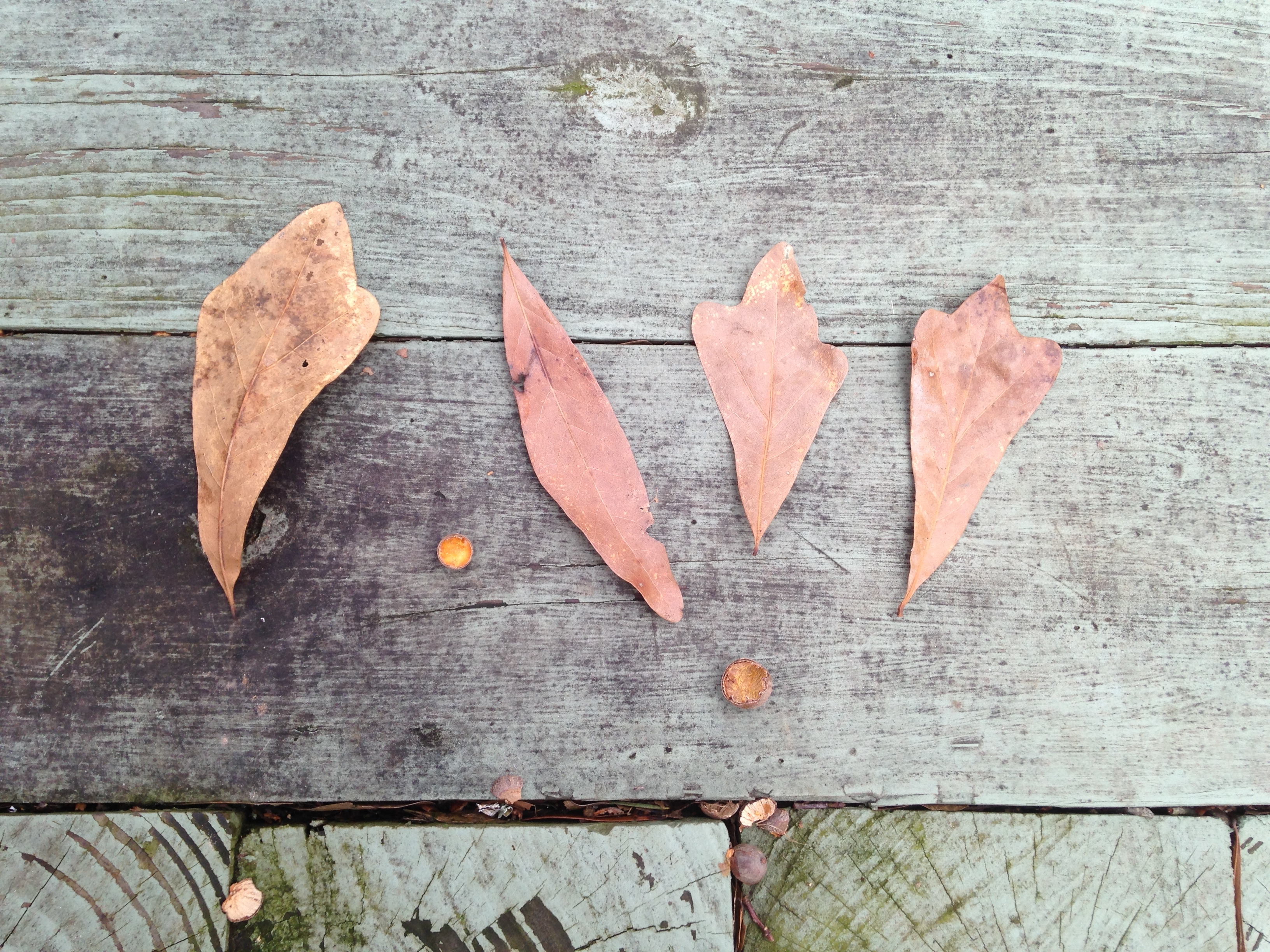 Oak leaf assortment.