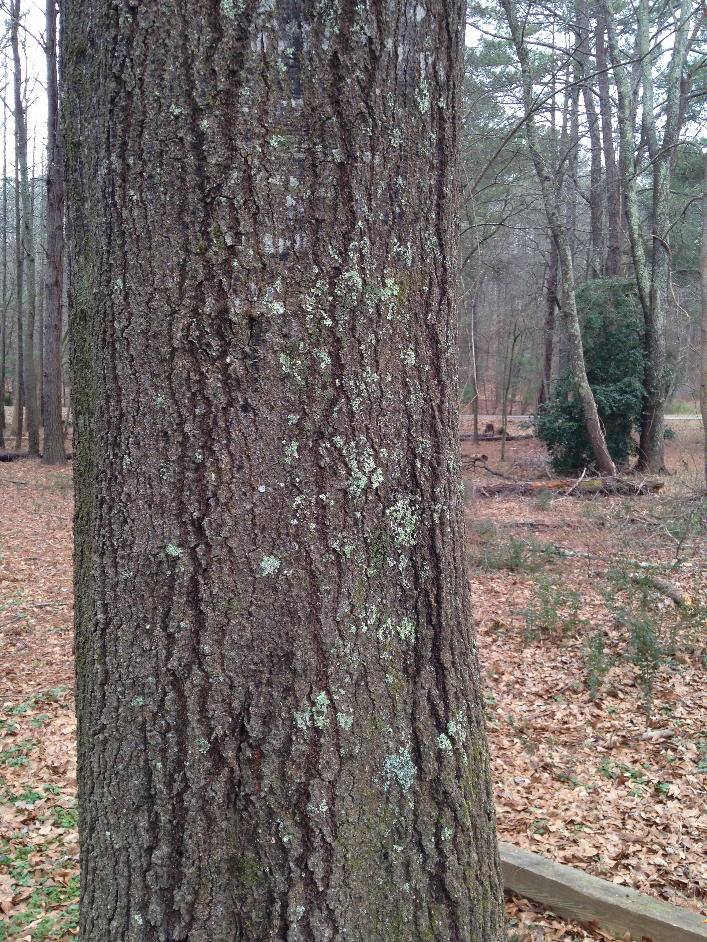 Oak tree trunk.