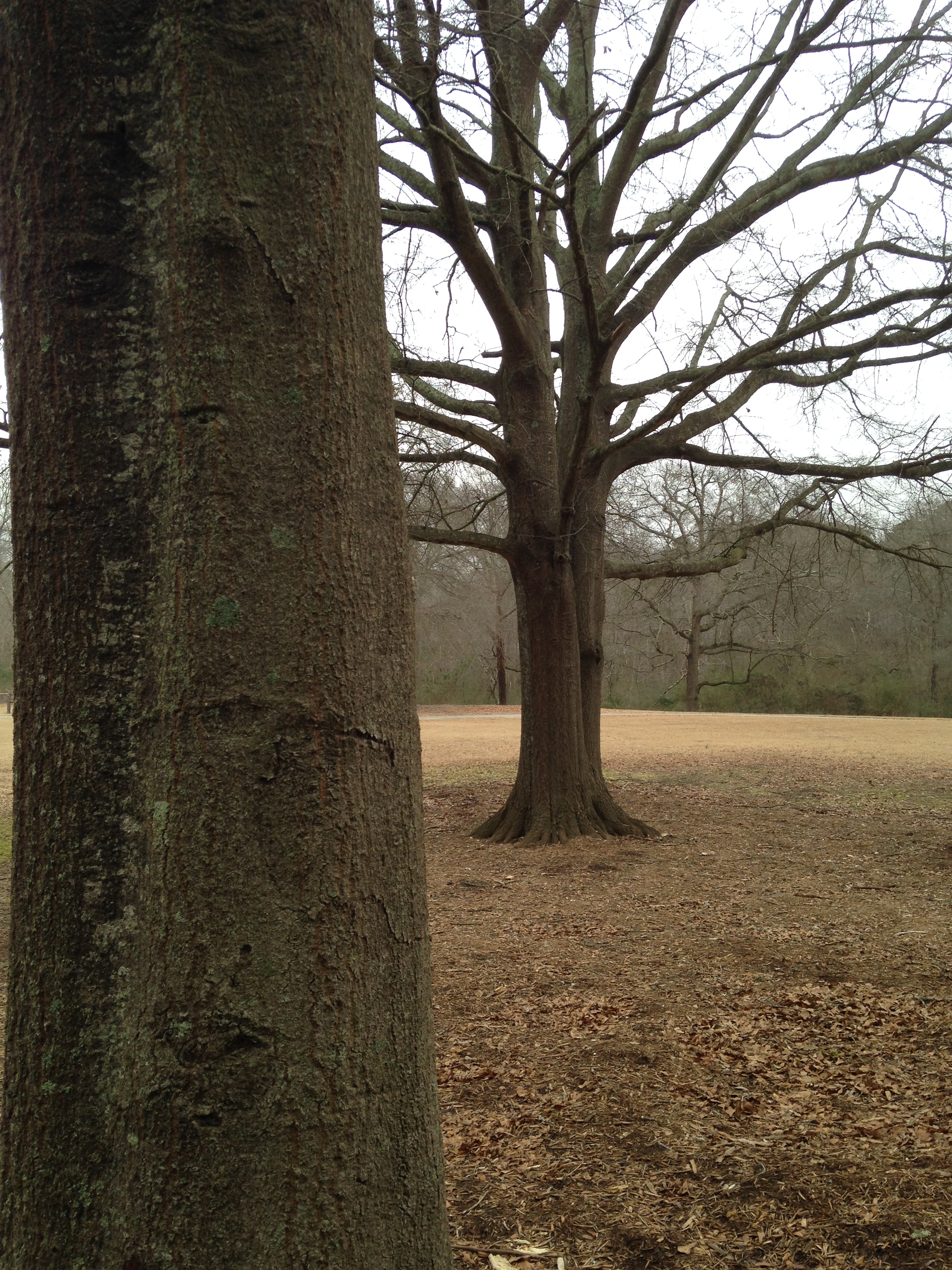 Oak trunk and tree comparison.