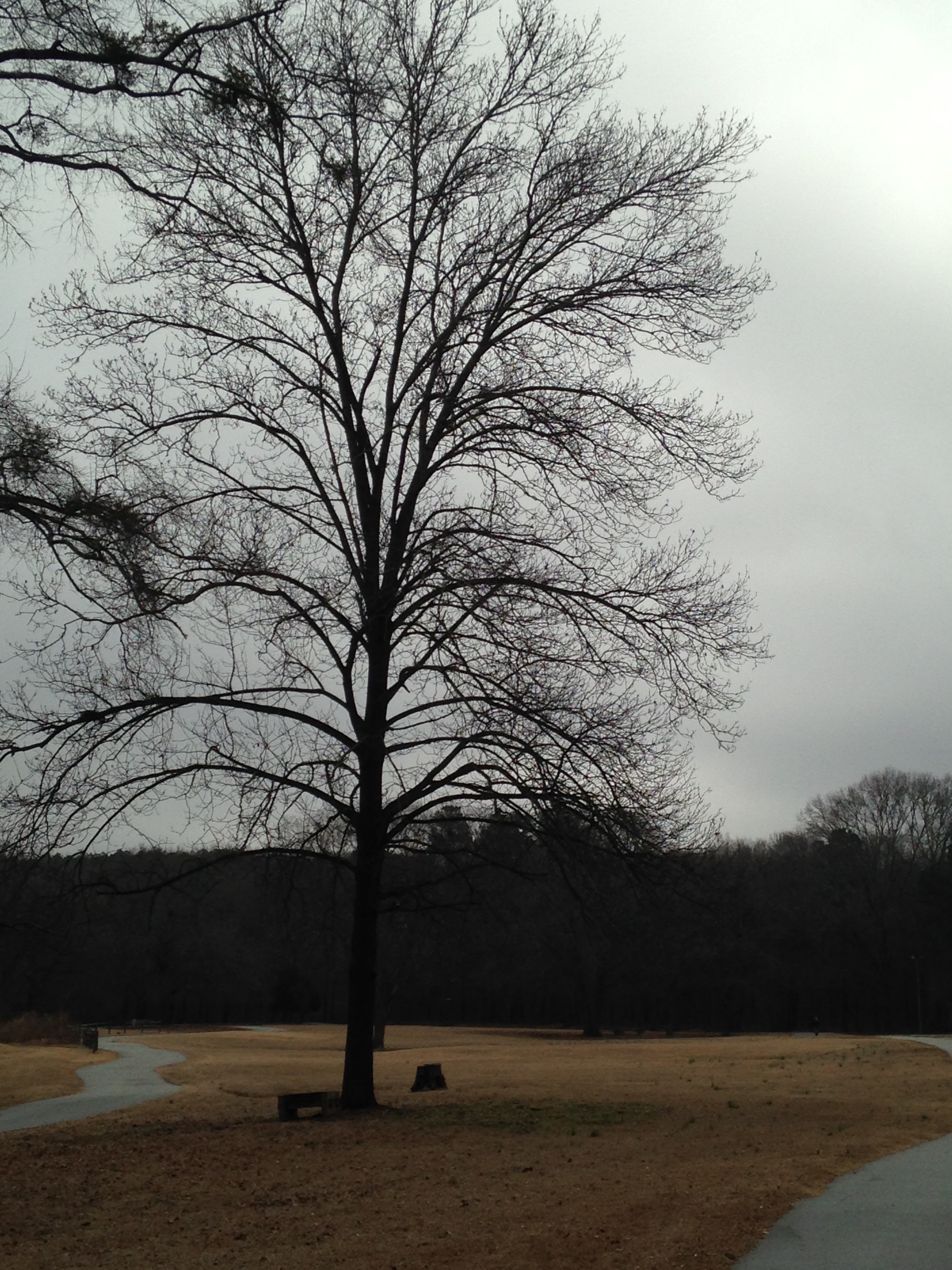 Bare Oak tree in the distance.