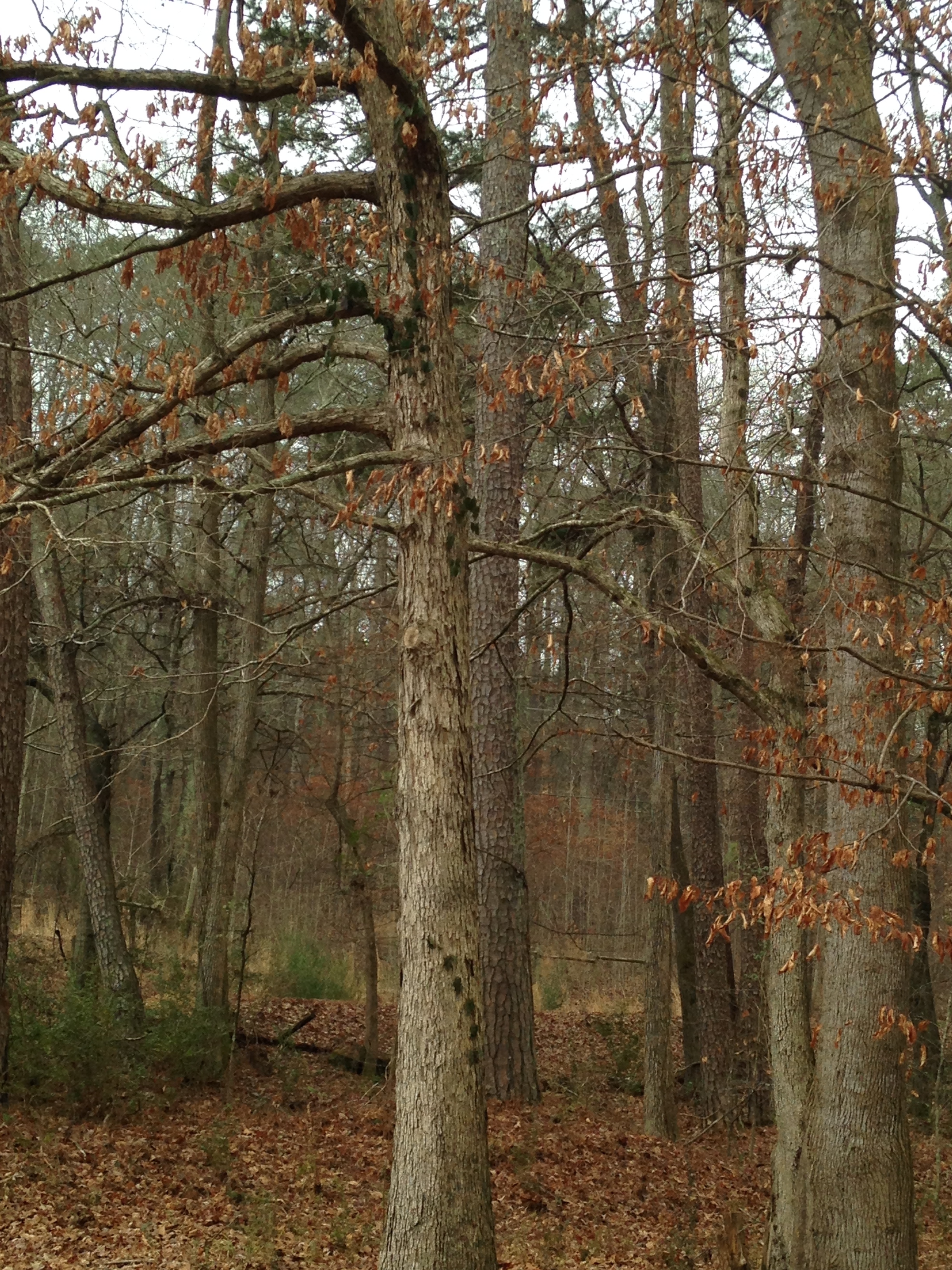 A forest of Oaks in autumn.