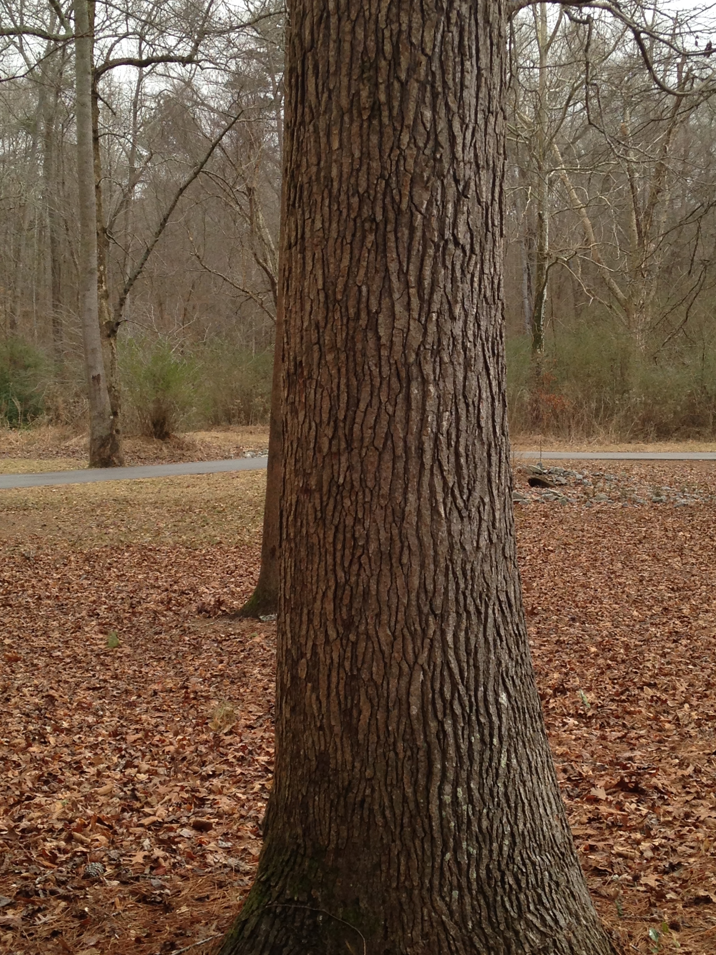 An Oak trunk in autumn.