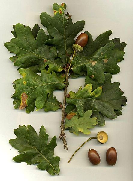 A branch with oak leaves and acorns.