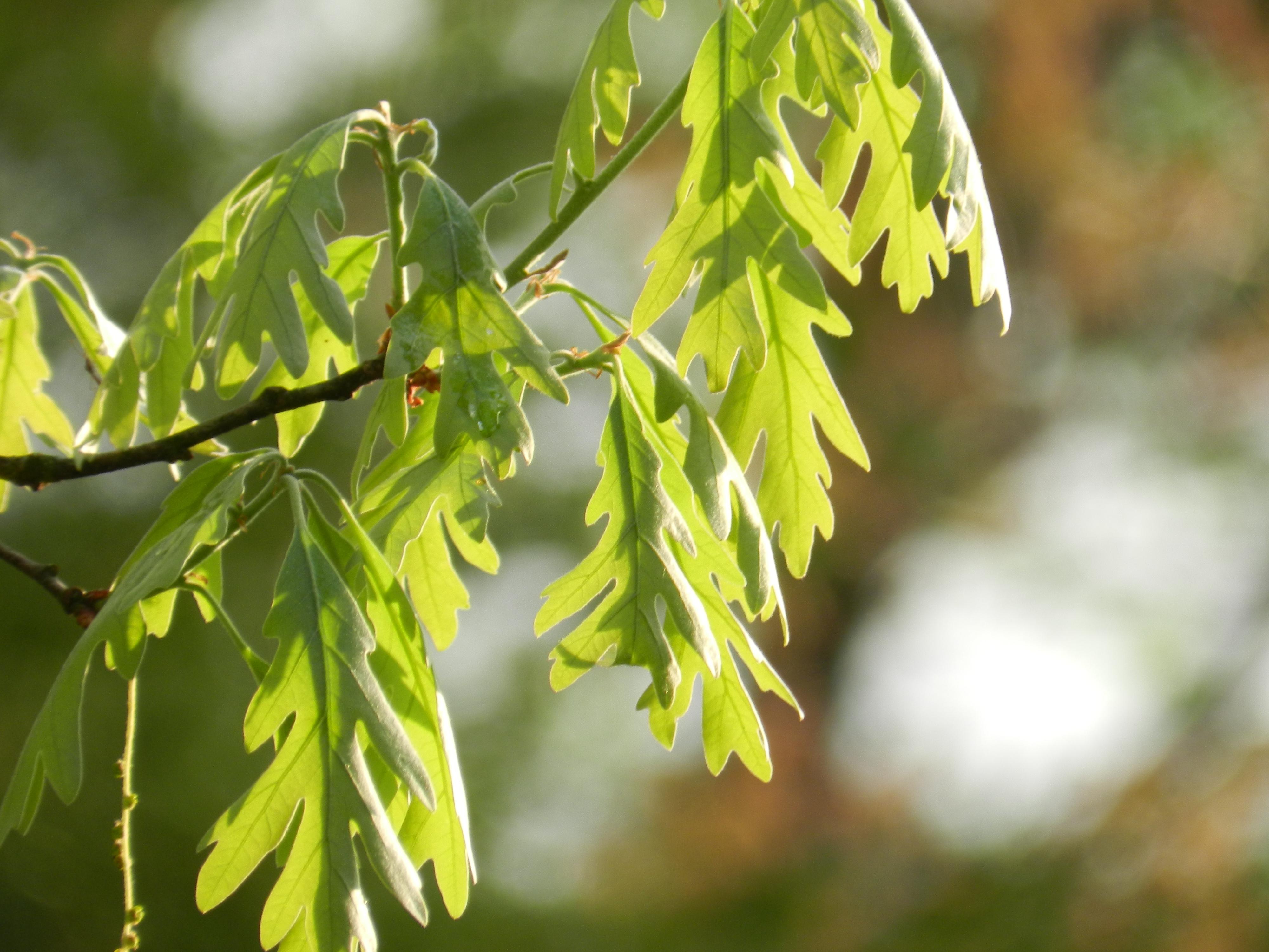 The sun shining on oak leaves.