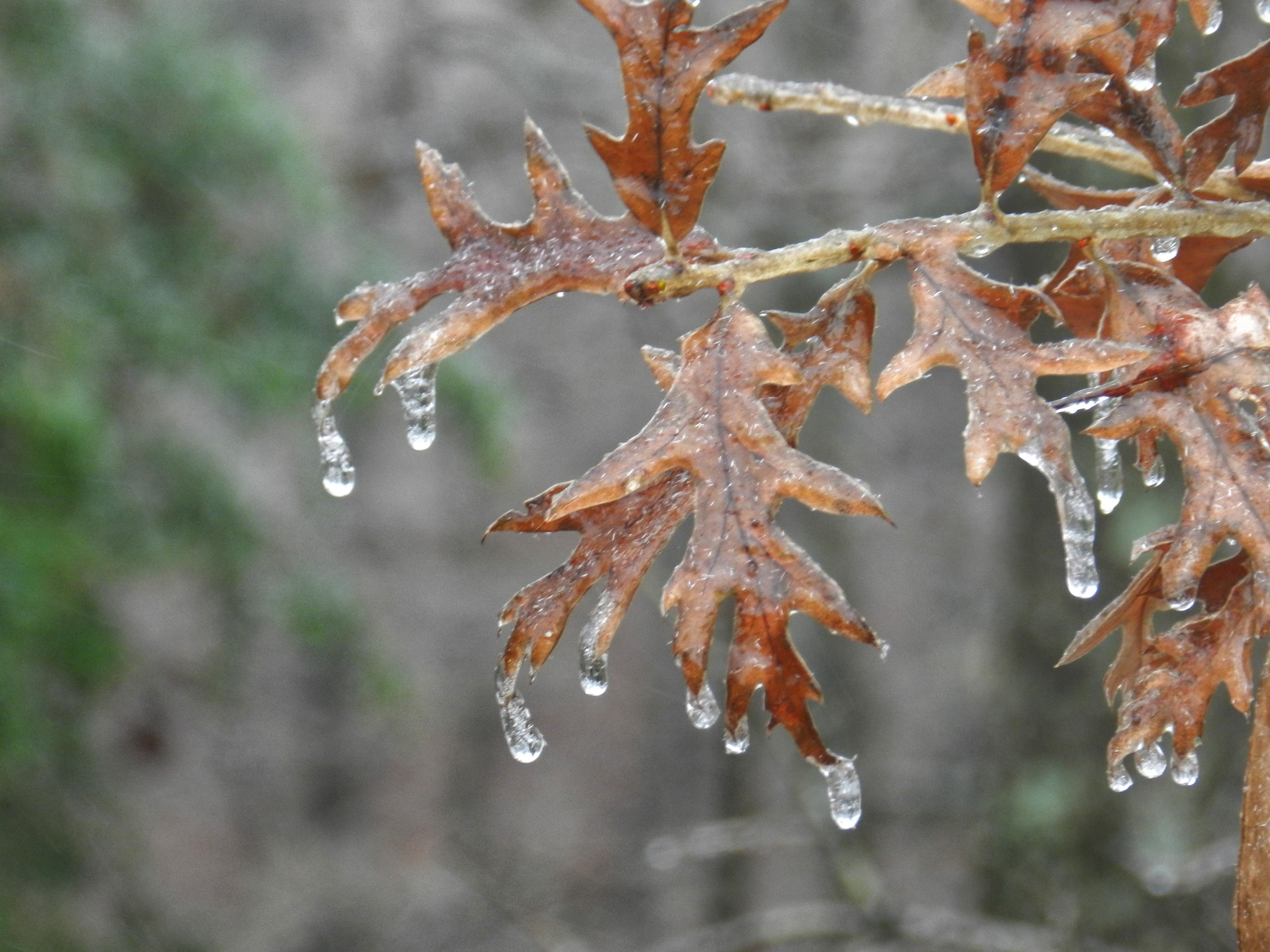 Ice coating oak tree branches.